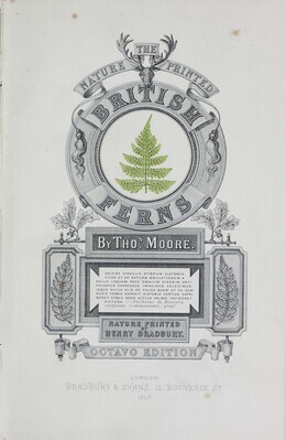 10899
<br/>
The octavo nature-printed ferns: being figures and descriptions of the species and varieties of ferns found in
the united kingdom.
<br/>
<em></em>